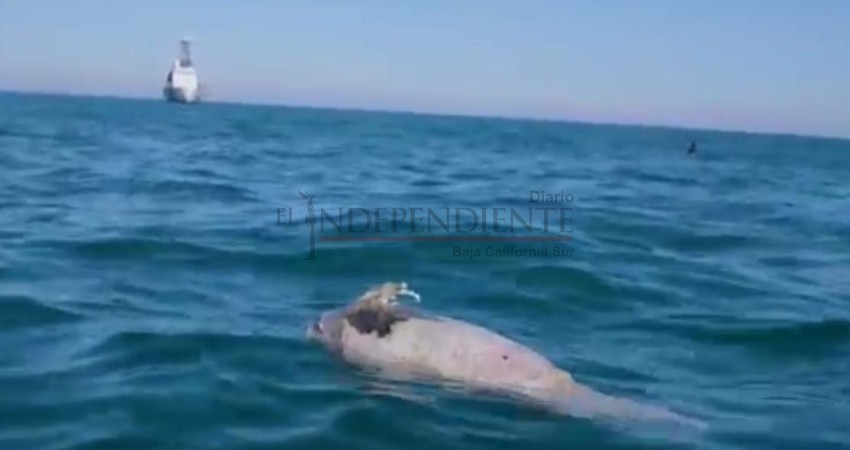 Localizan a La primer Vaquita Marina muerta de este 2019 Localizan a La primer Vaquita Marina muerta de este 2019