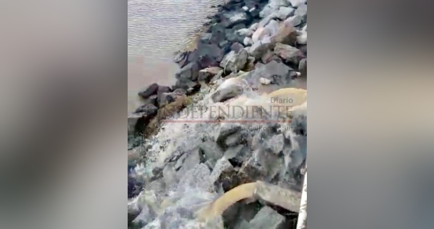 Derraman cientos de litros de agua sucia a la marina de CSL Derraman cientos de litros de agua sucia a la marina de CSL