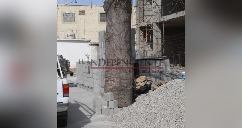 Denuncia ciudadana advierte construcción en centro josefino, seca árbol de Ceiba Denuncia ciudadana advierte construcción en centro josefino, seca árbol de Ceiba