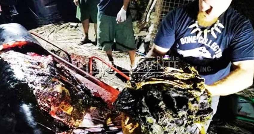 Hallan una ballena muerta con 40 kg de plástico en el estómago