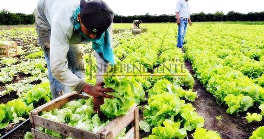 Lanza SADER sus primeras cuatro convocatorias del 2019