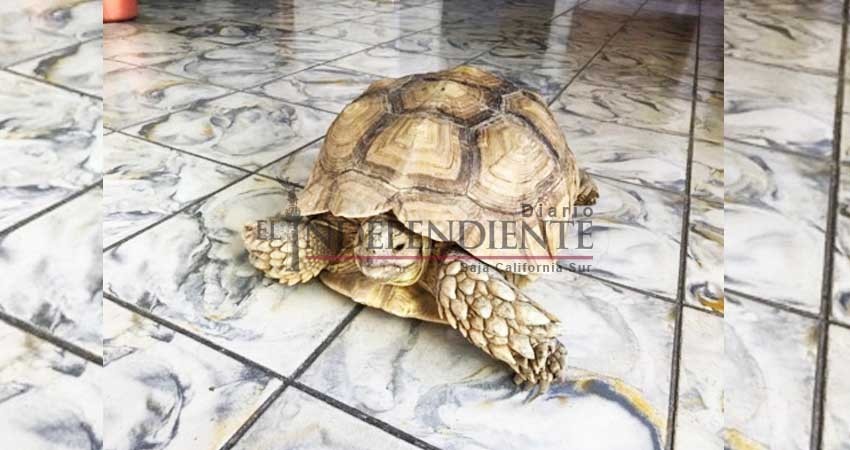 Asegura Profepa 3 tortugas sulcatas en el Aeropuerto Internacional de La Paz