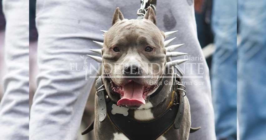 Perros pitbull matan a su dueña en veterinaria de Texas