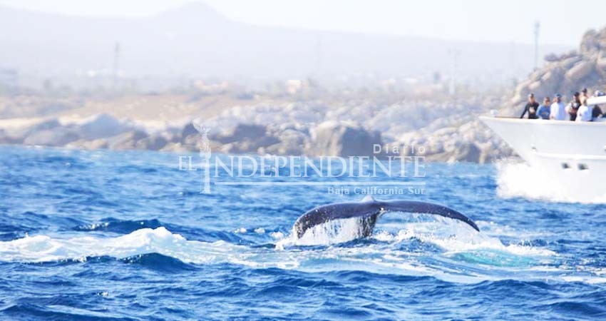 Disminuye 10% avistamiento de ballenas en comparación al 2018 Disminuye 10% avistamiento de ballenas en comparación al 2018