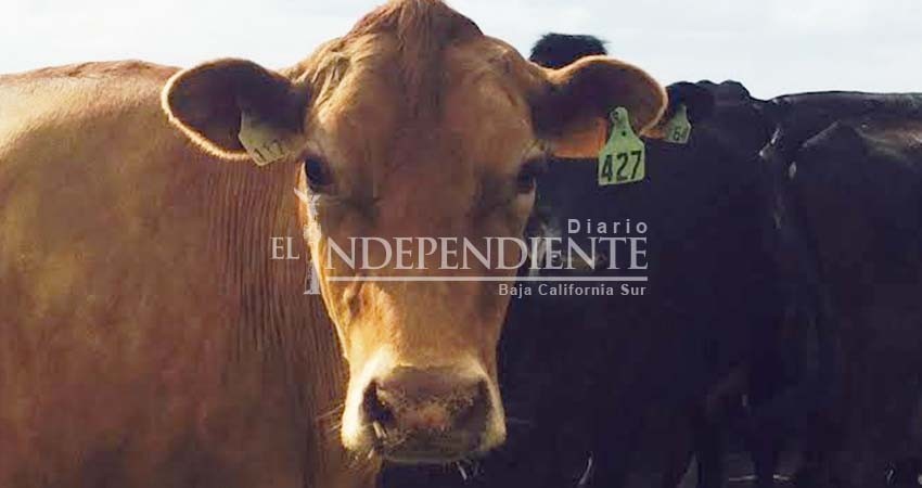 Busca SEPADA garantizar producción ganadera a través de inocuidad Busca SEPADA garantizar producción ganadera a través de inocuidad