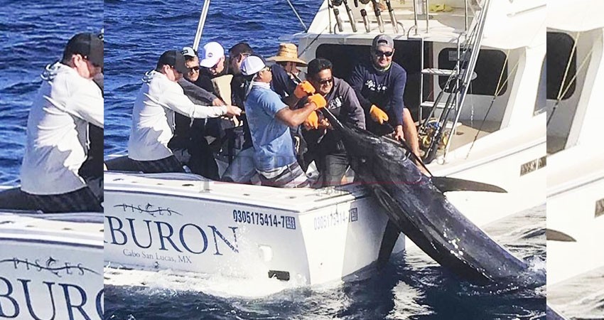Capturan enorme marlin azul en costas de Los Cabos Capturan enorme marlin azul en costas de Los Cabos