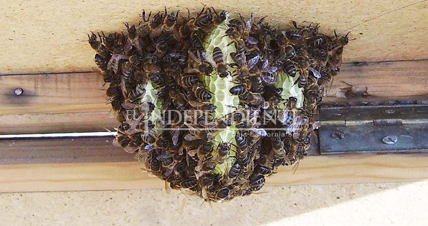 ¡Cuidado! Con la llegada del calor aumenta la presencia de enjambres de abejas ¡Cuidado! Con la llegada del calor aumenta la presencia de enjambres de abejas