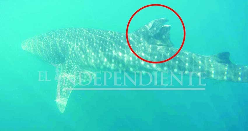 Denuncia PROFEPA a prestador de servicio turístico por herir a Tiburón Ballena en La Paz Denuncia PROFEPA a prestador de servicio turístico por herir a Tiburón Ballena en La Paz