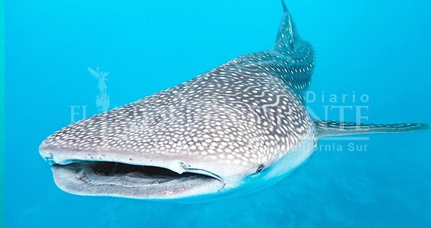 Hasta 200 tiburones ballena se observaron esta temporada en La Paz: Conanp Hasta 200 tiburones ballena se observaron esta temporada en La Paz: Conanp