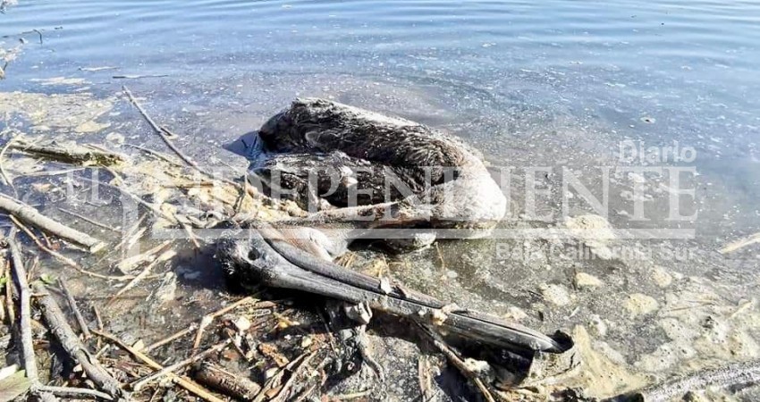Reportan mortandad de pelícanos en el estero de San José del Cabo Reportan mortandad de pelícanos en el estero de San José del Cabo