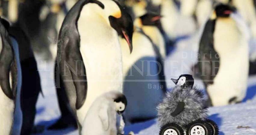 ¡Tragedia! Cientos de 'pingüinos bebés' mueren ahogados