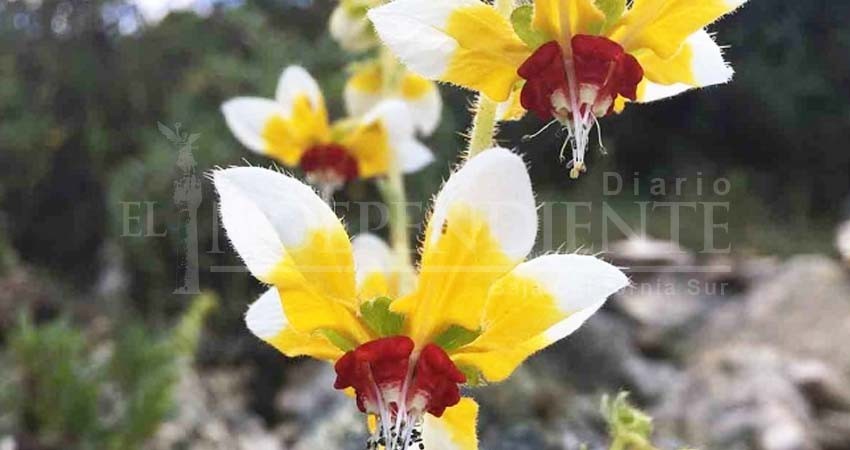 Conoce las plantas peruanas que parecen tener memoria