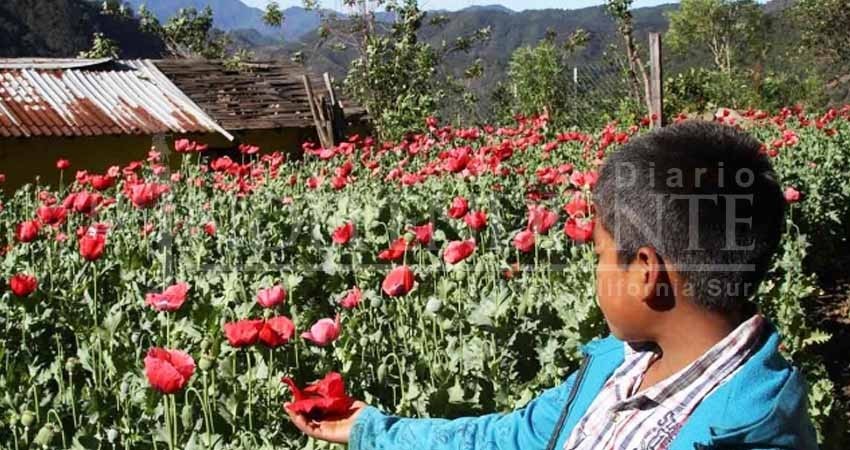 Niños, ‘esclavos’ en plantíos de amapola y mariguana