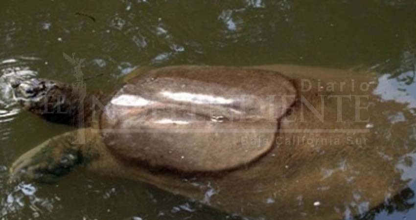 Muere la última tortuga hembra de caparazón blando
