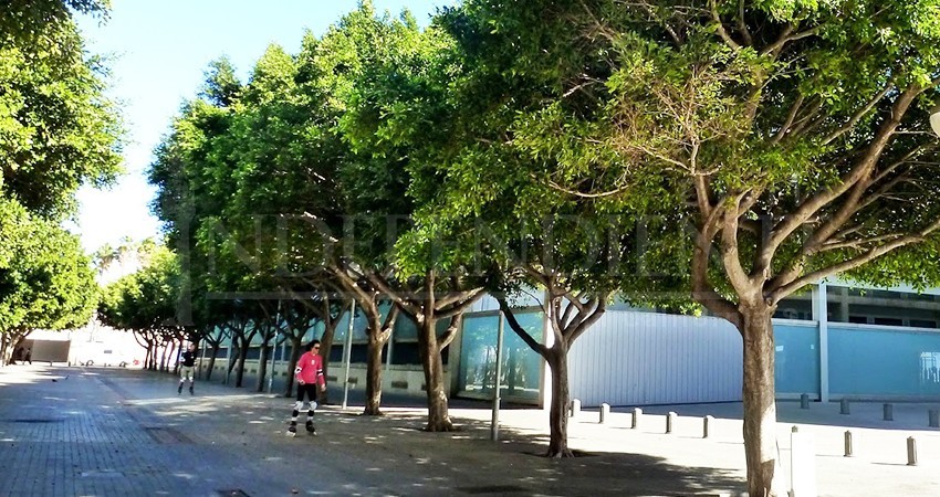 Levantarán un censo de patrimonio verde en La Paz