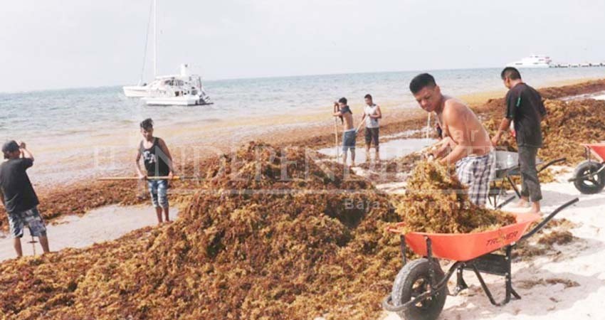 Sargazo no afecta a ecosistemas marinos, destaca especialista
