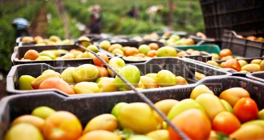'Decepciona' a México que EU imponga arancel al tomate 'Decepciona' a México que EU imponga arancel al tomate