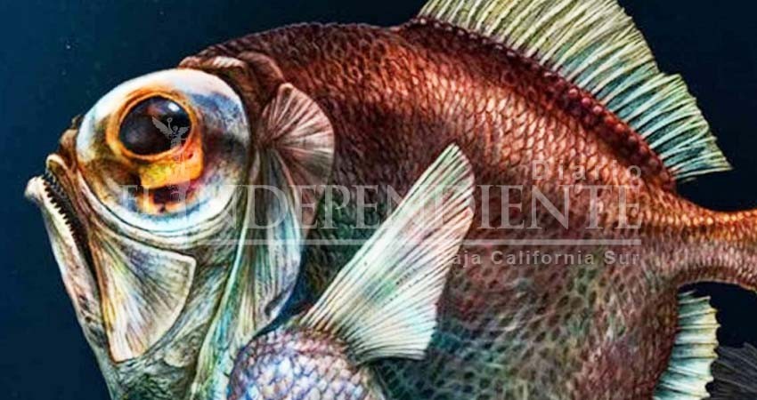 Era mito: peces de bajas profundidades no son ciegos; tienen supervisión Era mito: peces de bajas profundidades no son ciegos; tienen supervisión