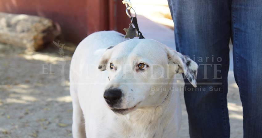 Ayto de Los Cabos analiza propuestas para regular tenencia de animales de compañía Ayto de Los Cabos analiza propuestas para regular tenencia de animales de compañía