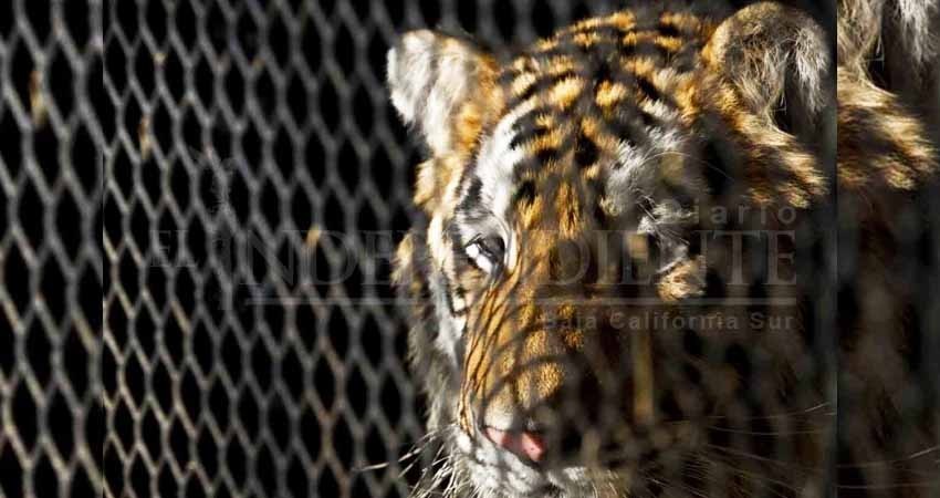 Casual: Mujer 'escondía' un feroz tigre en su casa Casual: Mujer 'escondía' un feroz tigre en su casa
