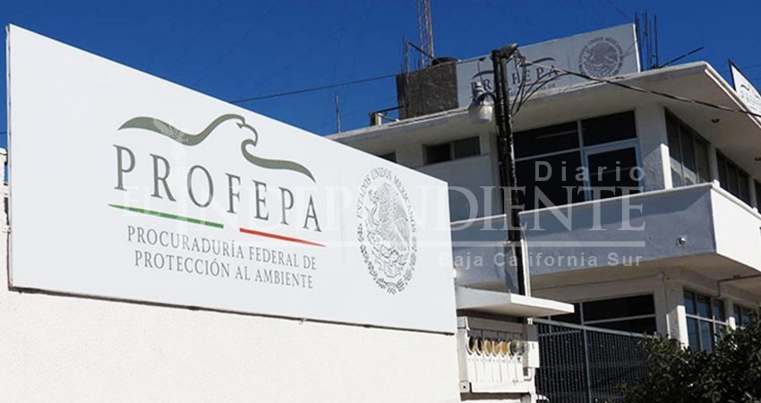 Destituyen a delegado de Profepa en BCS Destituyen a delegado de Profepa en BCS