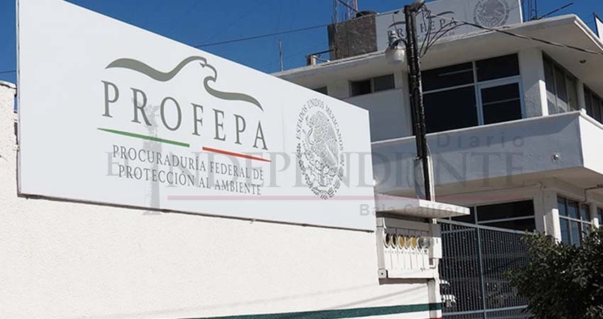 Siguen despidos federales: Saúl Colín fuera de Profepa BCS Siguen despidos federales: Saúl Colín fuera de Profepa BCS