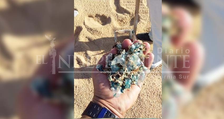 Playas de Los Cabos registran presencia de aguamalas