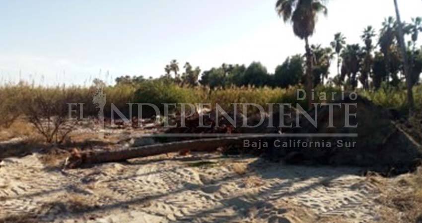 El desmonte que realiza Puerto Los Cabos está fuera del polígono del Estero, informa Ecología