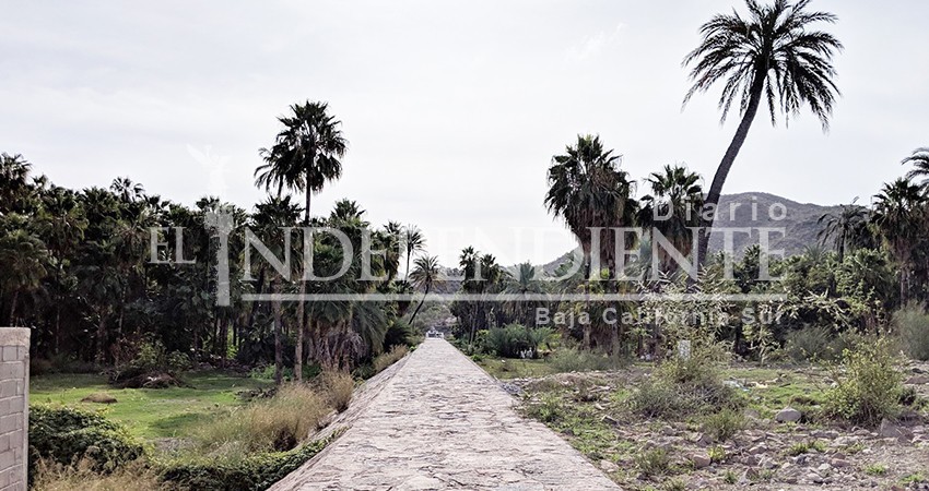 Advierten sobre una especie de larva que está acabando con el palmar de Mulegé