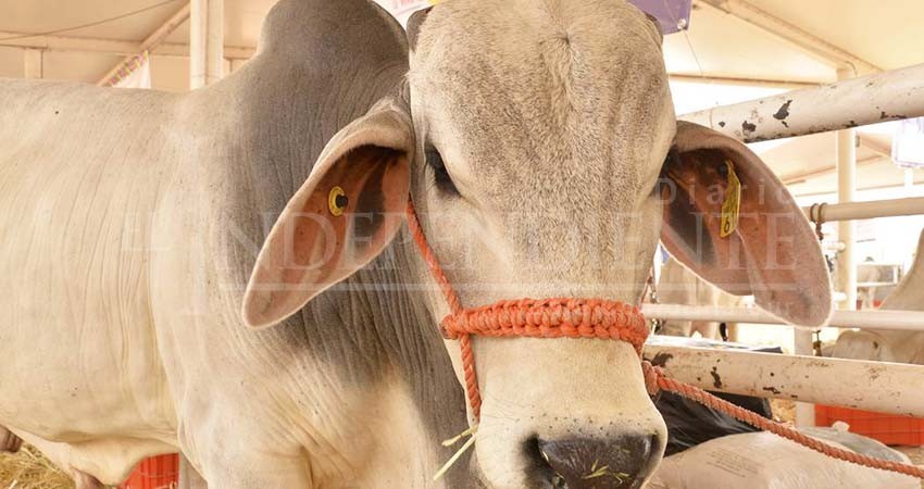 Exhortan a ganaderos al Registro Electrónico de Movilización