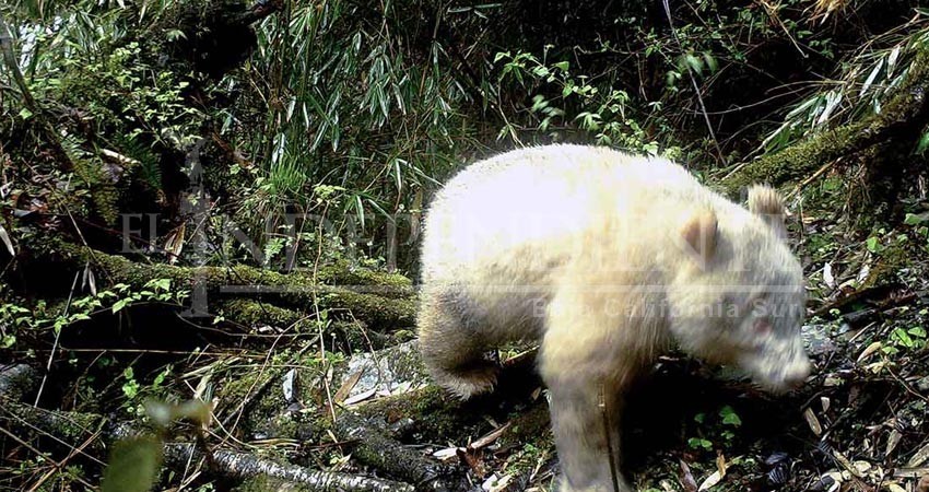 Aparece un panda albino en China