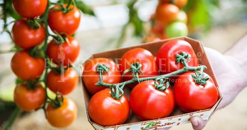 Productores locales, sin estrategia contra aranceles “trumpistas”: Canaco Productores locales, sin estrategia contra aranceles “trumpistas”: Canaco