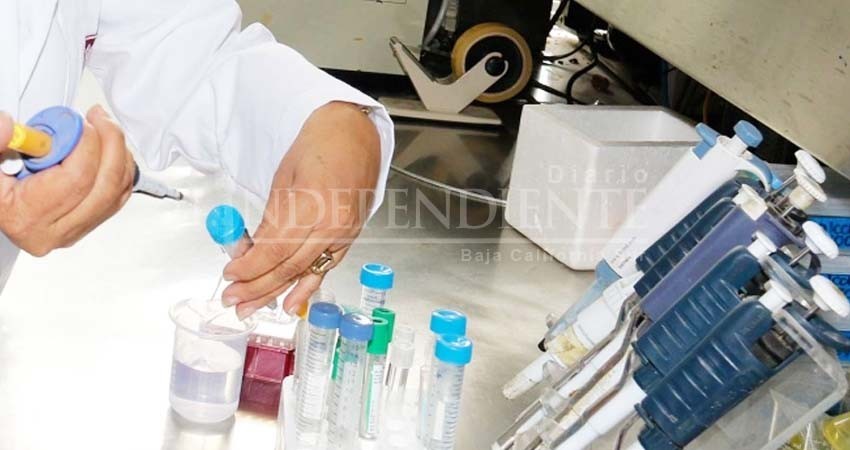 MSC-1, el fármaco que evita la metástasis y reduce tumores MSC-1, el fármaco que evita la metástasis y reduce tumores