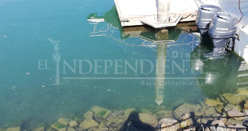 Sucio y con extrañas manchas el espejo de agua de la marina turística de CSL