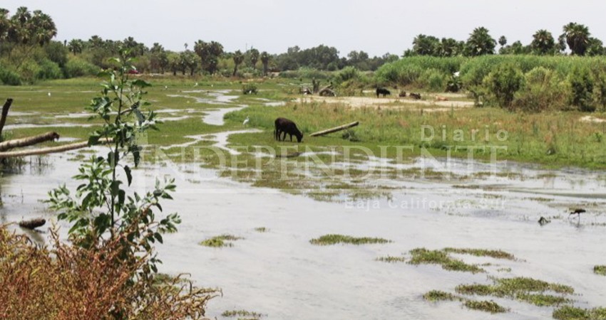 10 acciones inmediatas proponen regidores para rescatar el Estero de San José 10 acciones inmediatas proponen regidores para rescatar el Estero de San José