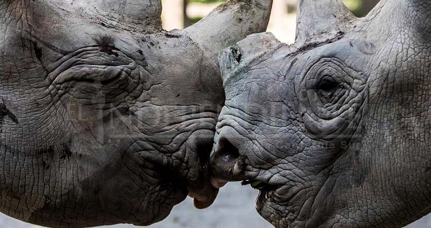 Rinocerontes en peligro de extinción llegan a parque en Ruanda