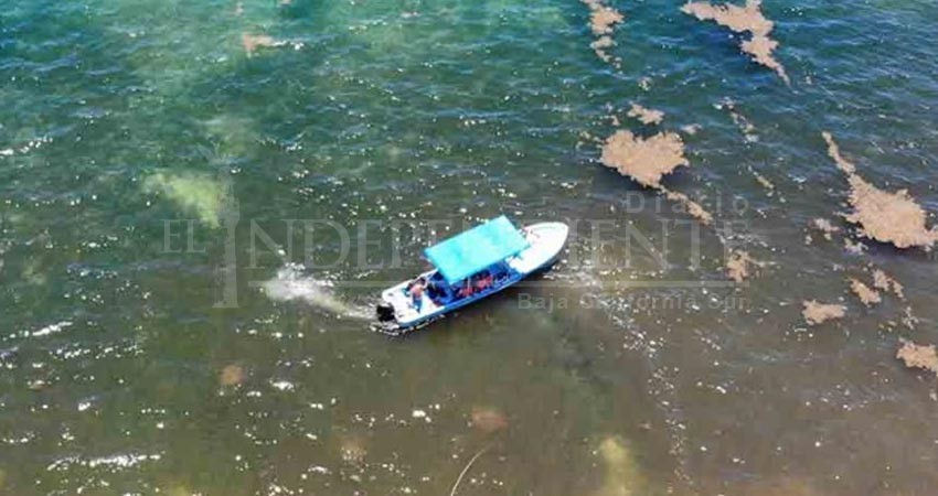 Playa del Carmen transformada en pantano por sargazo