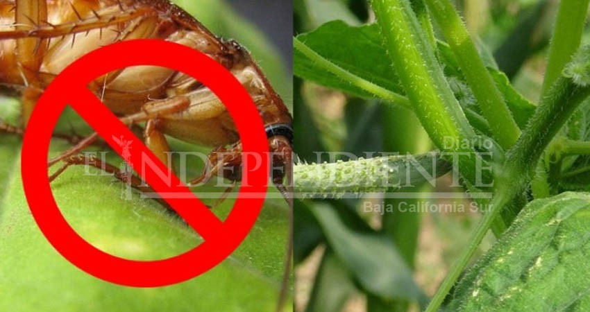 5 plantas que alejan a las cucarachas de tu casa 5 plantas que alejan a las cucarachas de tu casa