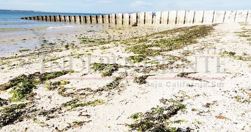 Problema de sargazo en La Paz está controlado: ZOFEMAT Problema de sargazo en La Paz está controlado: ZOFEMAT