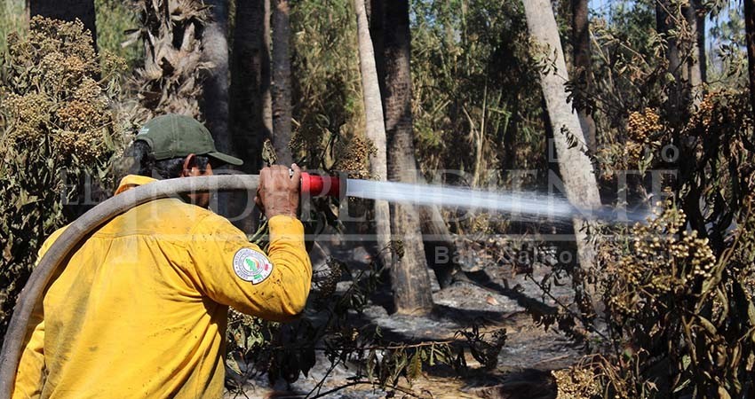 Depuración en Conafor afectará combate de incendios en BCS, denuncian ex empleados Depuración en Conafor afectará combate de incendios en BCS, denuncian ex empleados