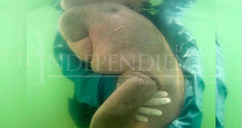 Mariam, la dugongo huérfana que enamoró al mundo entero Mariam, la dugongo huérfana que enamoró al mundo entero