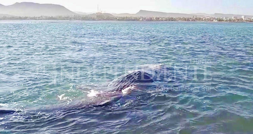 Rescatan a un cachalote varado Mogote de La Paz Rescatan a un cachalote varado Mogote de La Paz
