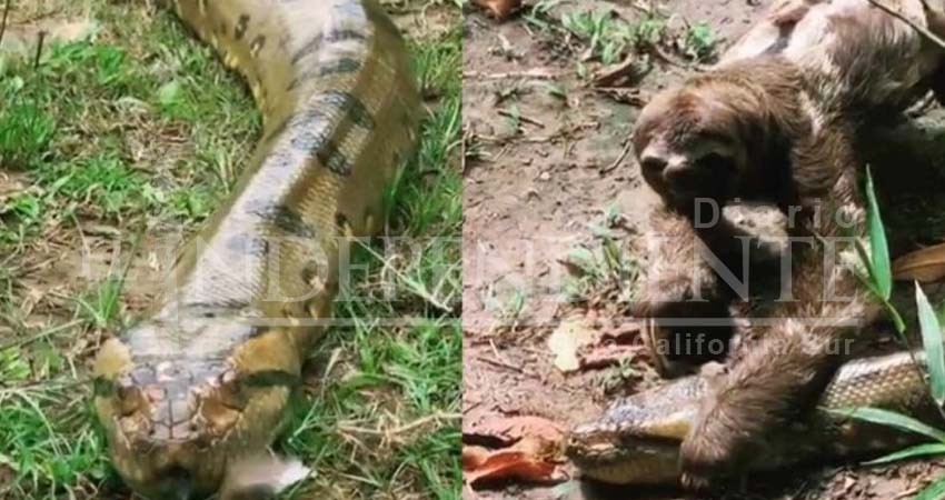 Perezoso aplasta a anaconda; mira AQUÍ qué pasó después Perezoso aplasta a anaconda; mira AQUÍ qué pasó después