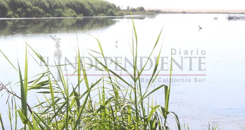 CIBNOR detalla acciones a tomar para la recuperación del Estero de SJC