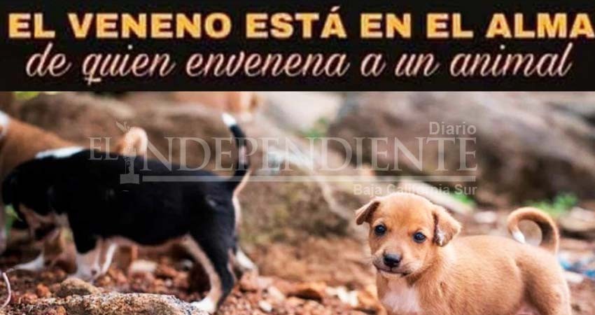 Envenenan a perritos en Quito con alimento contaminado