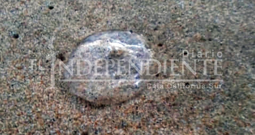 En aumento la presencia de aguamala en las playas más visitadas de Los Cabos