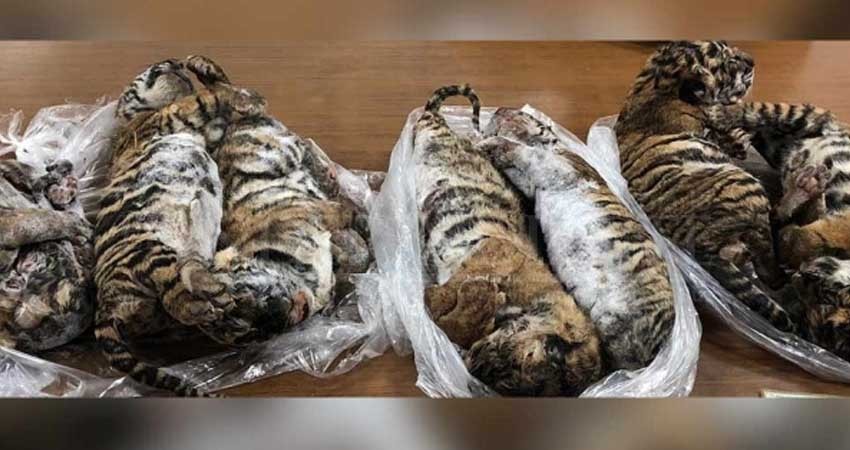 Hallan 7 tigres 'bebés' congelados dentro de un auto