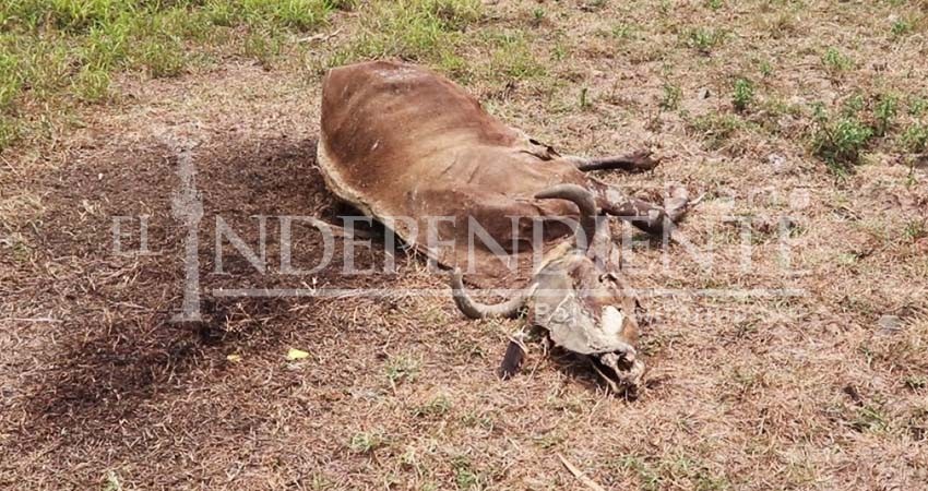 Se presentan las primeras muertes de ganado por sequía en BCS