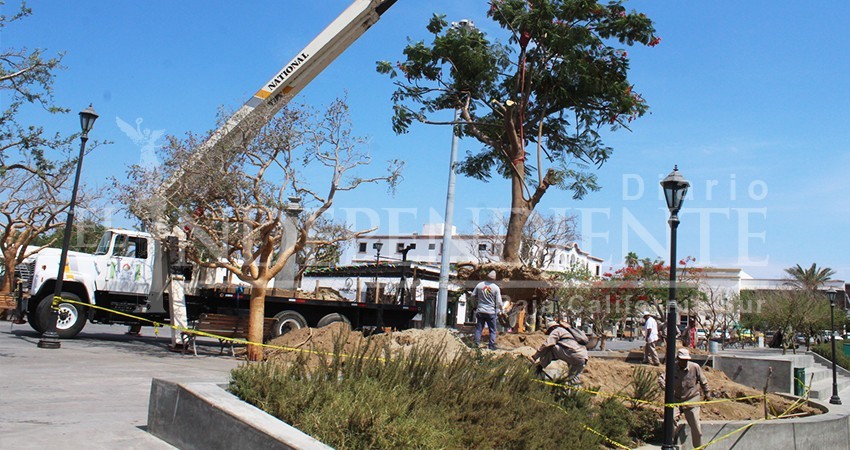 Colocan tabachin en lugar del ficus que tenía 60 años en la Plaza Mijares Colocan tabachin en lugar del ficus que tenía 60 años en la Plaza Mijares