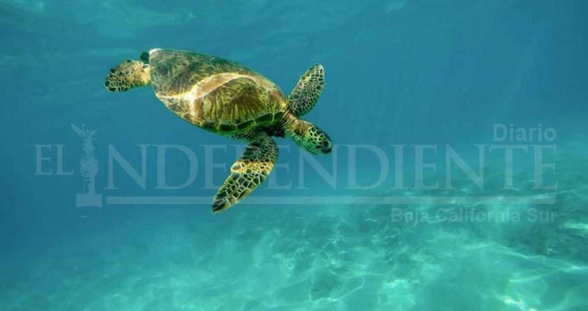 Tortugas comen plástico que confunden con algas marinas Tortugas comen plástico que confunden con algas marinas